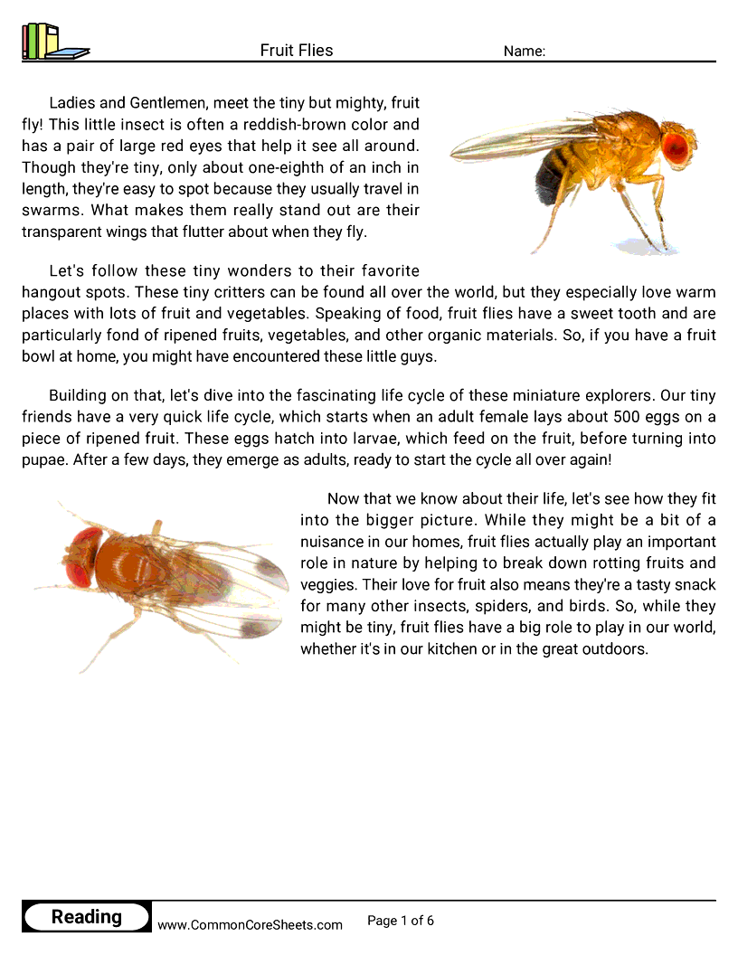 Reading Comprehension Insects Worksheets - fruit-flies worksheet