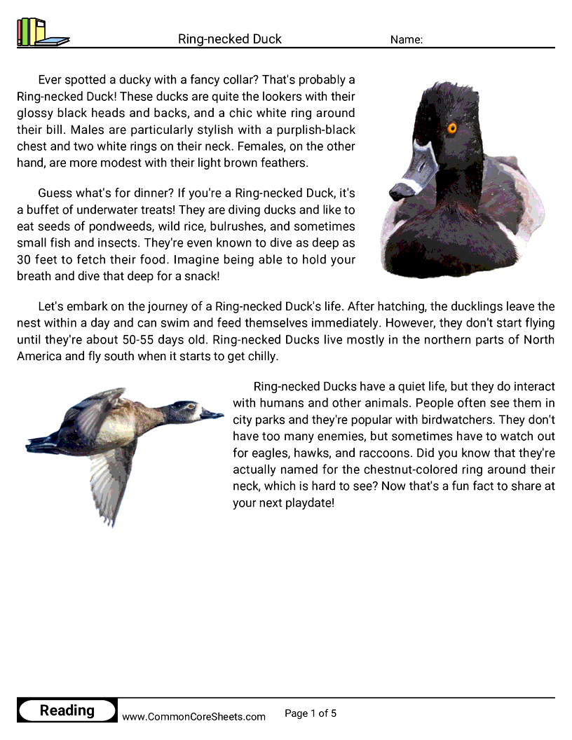 Reading Comprehension Birds Worksheets - ring-necked-duck worksheet